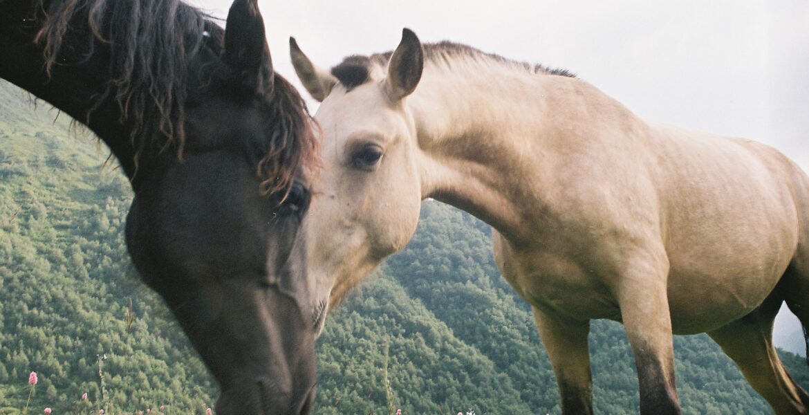 Two horses grazing in a field, representing the classic equestrian heritage of Royal Ascot Fashion 2026.